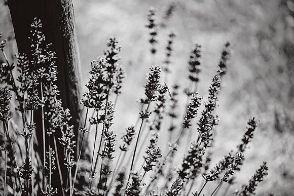 046BW